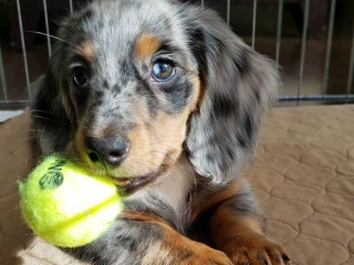 Mini Dachshund Puppies For Sale