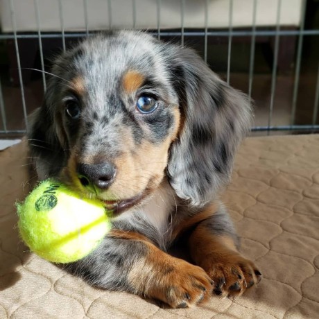 mini-dachshund-puppies-for-sale-big-0