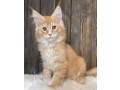 home-raised-maine-coon-kittens-small-0