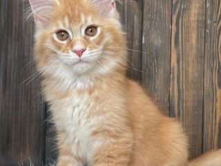 Home Raised Maine Coon Kittens