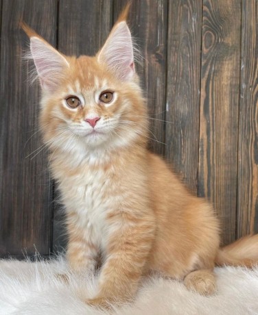 home-raised-maine-coon-kittens-big-0