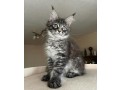 stunning-mainecoon-kittens-for-sale-small-0