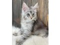 stunning-mainecoon-kittens-for-sale-small-1