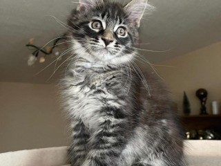 Stunning Mainecoon Kittens For Sale