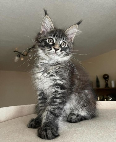 stunning-mainecoon-kittens-for-sale-big-0