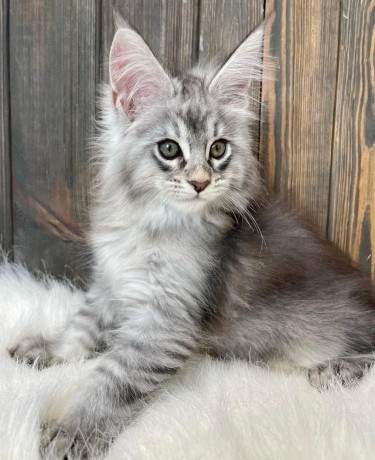 stunning-mainecoon-kittens-for-sale-big-1