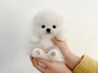 Pomeranian  puppy