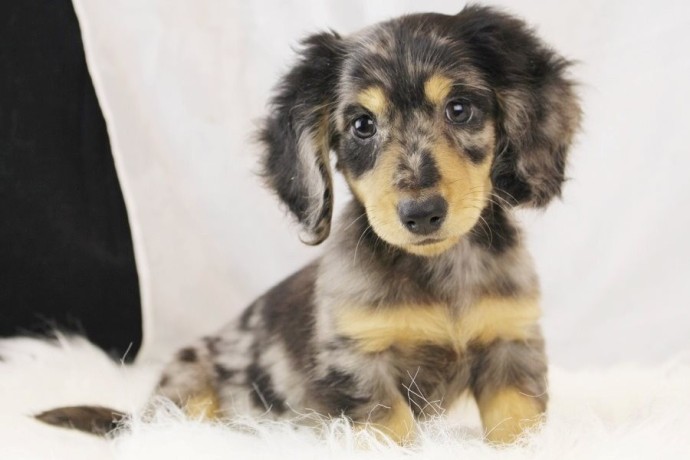 mini-dachshund-8-weeks-big-0