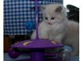 adorable-ragdoll-kittens-small-2