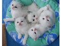 adorable-ragdoll-kittens-small-1