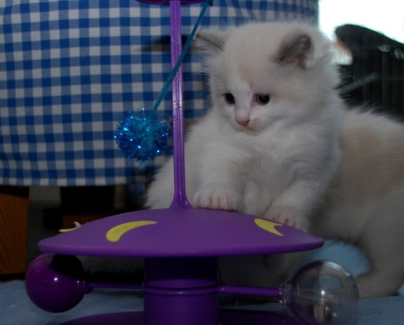 adorable-ragdoll-kittens-big-2