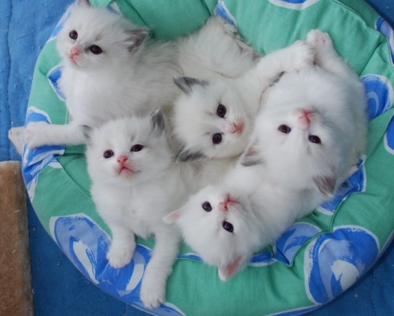 adorable-ragdoll-kittens-big-1