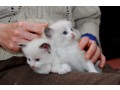 adorable-ragdoll-kittens-small-0