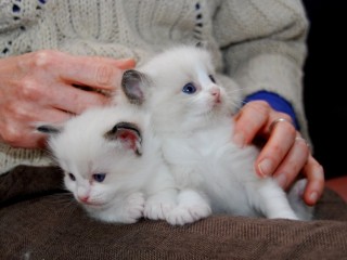 Adorable Ragdoll Kittens