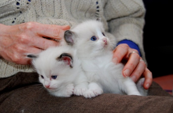 adorable-ragdoll-kittens-big-0