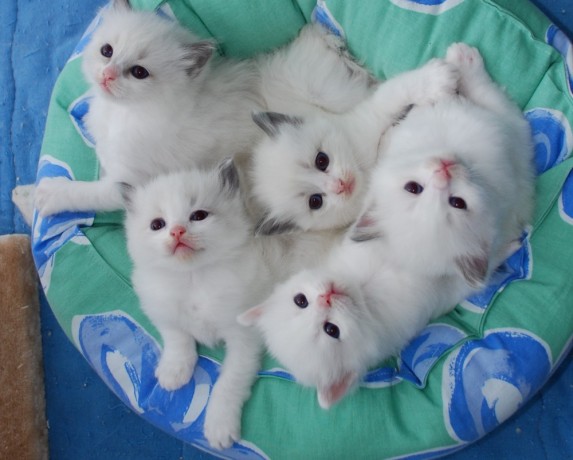 adorable-ragdoll-kittens-big-1