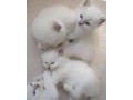 beautiful-quality-ragdoll-kittens-small-0