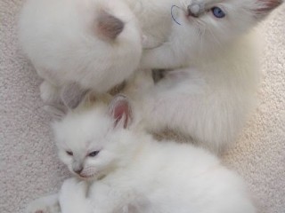 Beautiful quality Ragdoll kittens