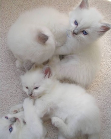 beautiful-quality-ragdoll-kittens-big-0