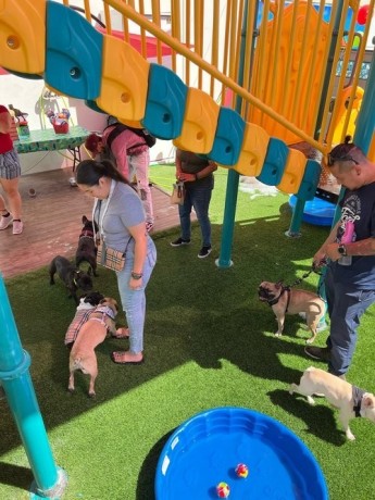 expert-dog-training-in-los-angeles-south-park-doggie-land-big-0