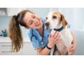 dog-care-near-me-hawthorne-small-0