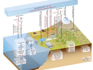 Remove carbon from the air