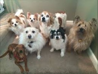 Doggie Daycare Oregon City