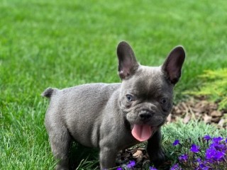 Adorable french bulldog puppies for sale