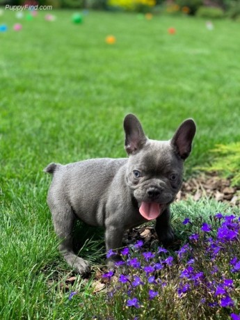 adorable-french-bulldog-puppies-for-sale-big-0