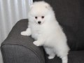 cute-white-pomeranian-puppies-for-sale-small-1