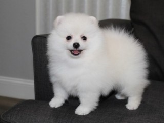 Cute white pomeranian puppies for sale