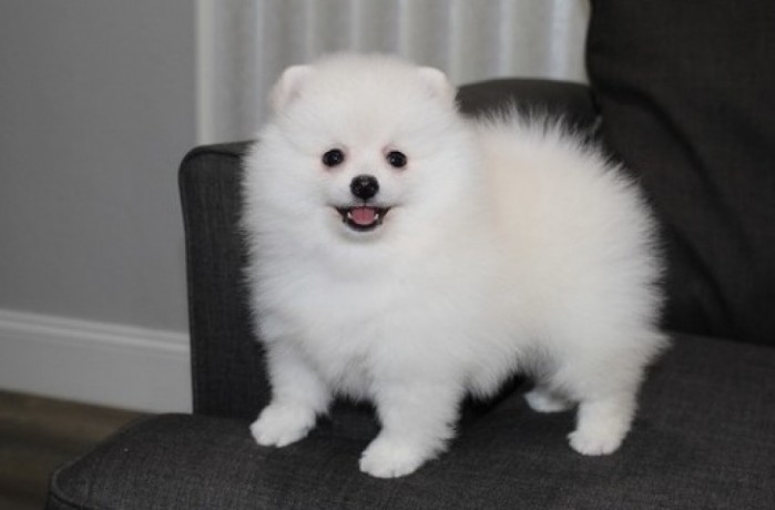 cute-white-pomeranian-puppies-for-sale-big-0