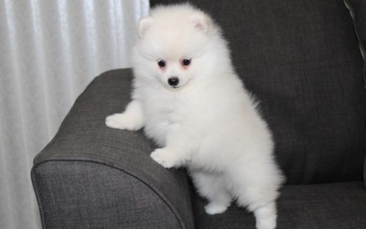 cute-white-pomeranian-puppies-for-sale-big-1