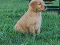 adorable-golden-retriever-puppies-for-sale-small-1