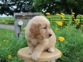 adorable-golden-retriever-puppies-for-sale-small-3