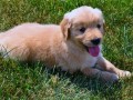 adorable-golden-retriever-puppies-for-sale-small-2