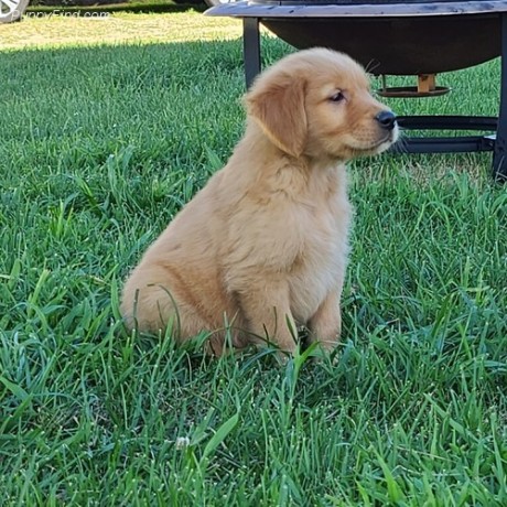 adorable-golden-retriever-puppies-for-sale-big-1