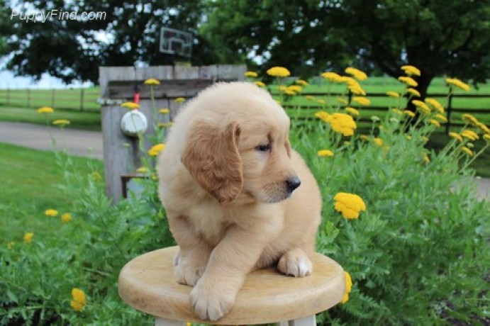 adorable-golden-retriever-puppies-for-sale-big-3