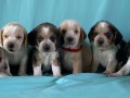 adorable-beagle-puppies-for-sale-small-0