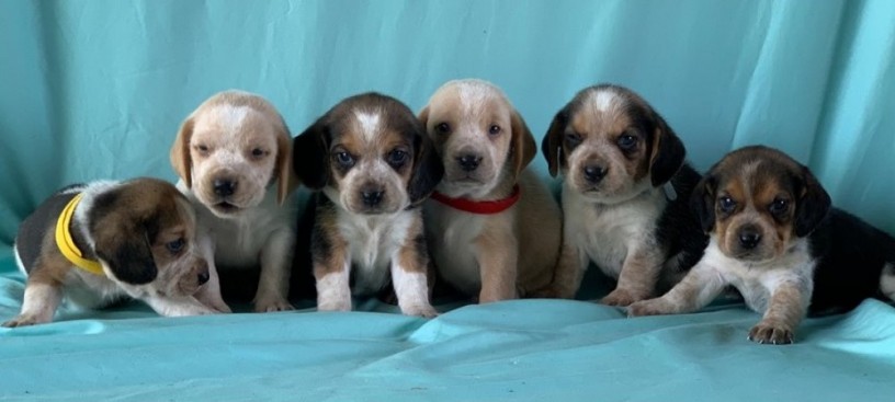 adorable-beagle-puppies-for-sale-big-0
