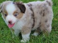 mini-aussie-puppies-for-ssale-small-0