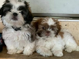 Available male and female shihtzu puppies