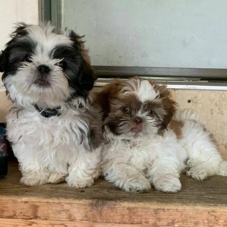 available-male-and-female-shihtzu-puppies-big-0