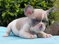 french-bulldog-purebred-puppies-looking-for-their-forever-happy-home-small-0