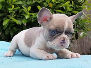 French Bulldog Purebred puppies looking for their forever happy home