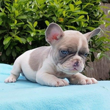 french-bulldog-purebred-puppies-looking-for-their-forever-happy-home-big-0