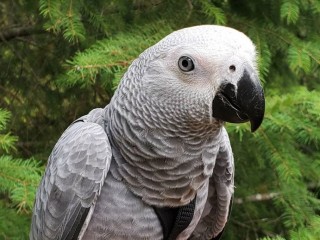 African Grey  parrots  for sale