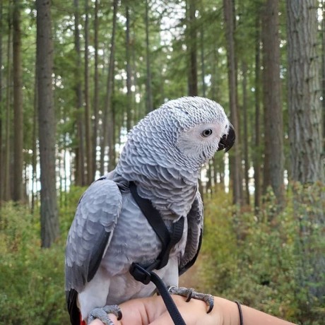 african-grey-parrots-for-sale-big-1