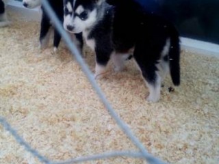 AKC registered Siberian husky puppies