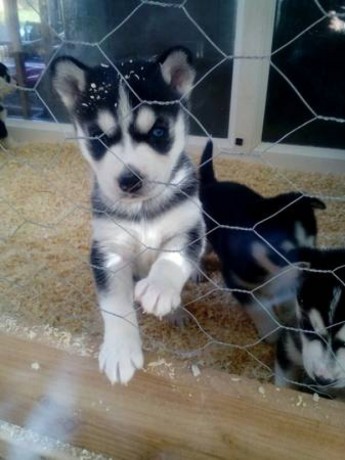 akc-registered-siberian-husky-puppies-available-big-1